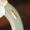 Argyresthia sp.